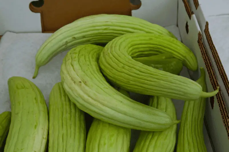 Can You Pickle Armenian Cucumbers?