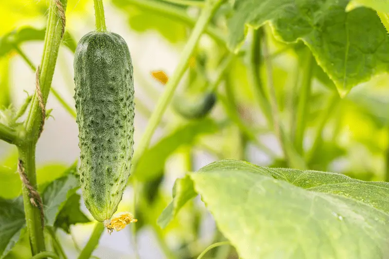 Best Cucumbers to Grow for Pickling