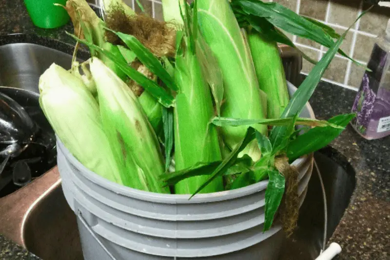 How to Pickle Corn in a 5-Gallon Bucket